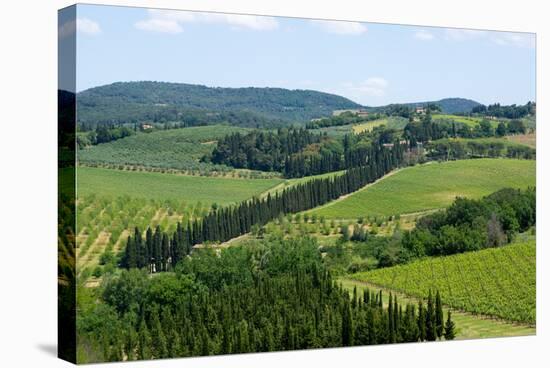 Vineyards and Cypress Trees, Chianti Region, Tuscany, Italy, Europe-Peter Groenendijk-Stretched Canvas