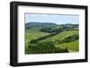 Vineyards and Cypress Trees, Chianti Region, Tuscany, Italy, Europe-Peter Groenendijk-Framed Photographic Print