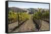 Vineyards and Hills-Stuart Black-Framed Stretched Canvas