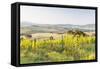 Vineyards and Il Belvedere on the Val D'Orcia, UNESCO World Heritage Site, Tuscany, Italy, Europe-Julian Elliott-Framed Stretched Canvas