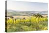 Vineyards and Il Belvedere on the Val D'Orcia, UNESCO World Heritage Site, Tuscany, Italy, Europe-Julian Elliott-Stretched Canvas