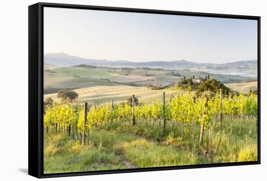 Vineyards and Il Belvedere on the Val D'Orcia, UNESCO World Heritage Site, Tuscany, Italy, Europe-Julian Elliott-Framed Stretched Canvas