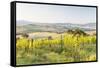 Vineyards and Il Belvedere on the Val D'Orcia, UNESCO World Heritage Site, Tuscany, Italy, Europe-Julian Elliott-Framed Stretched Canvas