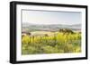 Vineyards and Il Belvedere on the Val D'Orcia, UNESCO World Heritage Site, Tuscany, Italy, Europe-Julian Elliott-Framed Photographic Print