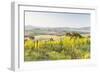 Vineyards and Il Belvedere on the Val D'Orcia, UNESCO World Heritage Site, Tuscany, Italy, Europe-Julian Elliott-Framed Photographic Print