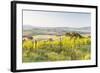 Vineyards and Il Belvedere on the Val D'Orcia, UNESCO World Heritage Site, Tuscany, Italy, Europe-Julian Elliott-Framed Photographic Print