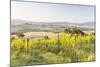 Vineyards and Il Belvedere on the Val D'Orcia, UNESCO World Heritage Site, Tuscany, Italy, Europe-Julian Elliott-Mounted Photographic Print