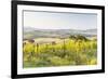 Vineyards and Il Belvedere on the Val D'Orcia, UNESCO World Heritage Site, Tuscany, Italy, Europe-Julian Elliott-Framed Photographic Print