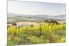 Vineyards and Il Belvedere on the Val D'Orcia, UNESCO World Heritage Site, Tuscany, Italy, Europe-Julian Elliott-Mounted Photographic Print