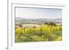 Vineyards and Il Belvedere on the Val D'Orcia, UNESCO World Heritage Site, Tuscany, Italy, Europe-Julian Elliott-Framed Photographic Print