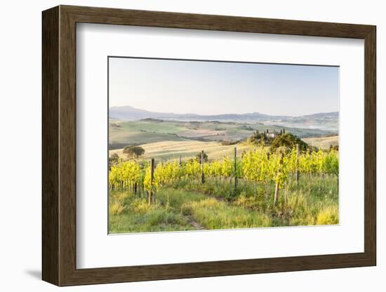 Vineyards and Il Belvedere on the Val D'Orcia, UNESCO World Heritage Site, Tuscany, Italy, Europe-Julian Elliott-Framed Photographic Print
