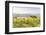 Vineyards and Il Belvedere on the Val D'Orcia, UNESCO World Heritage Site, Tuscany, Italy, Europe-Julian Elliott-Framed Photographic Print