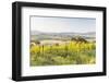 Vineyards and Il Belvedere on the Val D'Orcia, UNESCO World Heritage Site, Tuscany, Italy, Europe-Julian Elliott-Framed Photographic Print