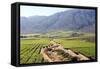 Vineyards and Landscape of the Franschhoek Area, Western Cape, South Africa, Africa-Louise Murray-Framed Stretched Canvas