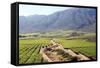 Vineyards and Landscape of the Franschhoek Area, Western Cape, South Africa, Africa-Louise Murray-Framed Stretched Canvas