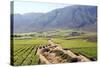 Vineyards and Landscape of the Franschhoek Area, Western Cape, South Africa, Africa-Louise Murray-Stretched Canvas