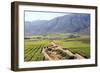 Vineyards and Landscape of the Franschhoek Area, Western Cape, South Africa, Africa-Louise Murray-Framed Photographic Print