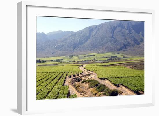 Vineyards and Landscape of the Franschhoek Area, Western Cape, South Africa, Africa-Louise Murray-Framed Photographic Print