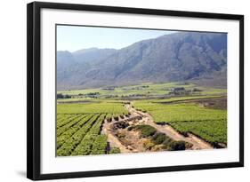 Vineyards and Landscape of the Franschhoek Area, Western Cape, South Africa, Africa-Louise Murray-Framed Photographic Print