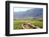 Vineyards and Landscape of the Franschhoek Area, Western Cape, South Africa, Africa-Louise Murray-Framed Photographic Print