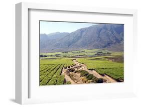 Vineyards and Landscape of the Franschhoek Area, Western Cape, South Africa, Africa-Louise Murray-Framed Photographic Print