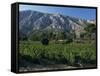 Vineyards and Montagne Ste. Victoire, Near Aix-En-Provence, Bouches-Du-Rhone, Provence, France-David Hughes-Framed Stretched Canvas