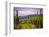 Vineyards and Mountains Near Smartno in the Goriska Brda Wine Region of Slovenia, Europe-Matthew Williams-Ellis-Framed Photographic Print