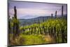 Vineyards and Mountains Near Smartno in the Goriska Brda Wine Region of Slovenia, Europe-Matthew Williams-Ellis-Mounted Photographic Print