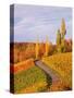 Vineyards and poplars in autumn-Herbert Kehrer-Stretched Canvas
