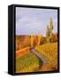 Vineyards and poplars in autumn-Herbert Kehrer-Framed Stretched Canvas