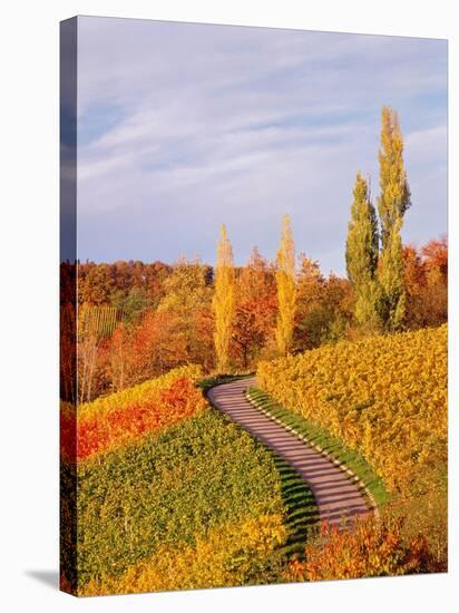 Vineyards and poplars in autumn-Herbert Kehrer-Stretched Canvas