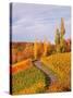 Vineyards and poplars in autumn-Herbert Kehrer-Stretched Canvas