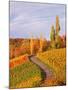 Vineyards and poplars in autumn-Herbert Kehrer-Mounted Photographic Print