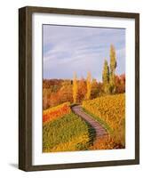 Vineyards and poplars in autumn-Herbert Kehrer-Framed Photographic Print