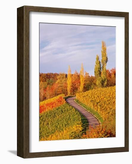 Vineyards and poplars in autumn-Herbert Kehrer-Framed Photographic Print