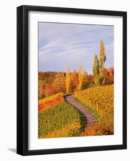 Vineyards and poplars in autumn-Herbert Kehrer-Framed Photographic Print
