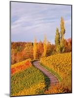 Vineyards and poplars in autumn-Herbert Kehrer-Mounted Photographic Print