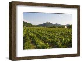 Vineyards and Stift Gottfried, Krems, Wachau, Austria-Charles Bowman-Framed Photographic Print