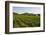 Vineyards and Stift Gottfried, Krems, Wachau, Austria-Charles Bowman-Framed Photographic Print