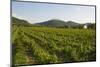 Vineyards and Stift Gottfried, Krems, Wachau, Austria-Charles Bowman-Mounted Photographic Print