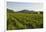Vineyards and Stift Gottfried, Krems, Wachau, Austria-Charles Bowman-Framed Photographic Print