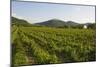 Vineyards and Stift Gottfried, Krems, Wachau, Austria-Charles Bowman-Mounted Photographic Print