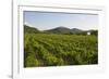 Vineyards and Stift Gottfried, Krems, Wachau, Austria-Charles Bowman-Framed Photographic Print