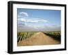 Vineyards and the Andes Mountains in Lujan De Cuyo, Mendoza, Argentina, South America-Yadid Levy-Framed Photographic Print