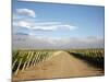 Vineyards and the Andes Mountains in Lujan De Cuyo, Mendoza, Argentina, South America-Yadid Levy-Mounted Photographic Print