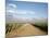 Vineyards and the Andes Mountains in Lujan De Cuyo, Mendoza, Argentina, South America-Yadid Levy-Mounted Photographic Print