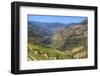 Vineyards and the Douro River, Alto Douro Wine Valley, UNESCO World Heritage Site, Portugal, Europe-Richard Maschmeyer-Framed Photographic Print