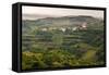 Vineyards and the Hill Top Town of Vedrijan, Goriska Brda, Slovenia, Europe-Matthew Williams-Ellis-Framed Stretched Canvas