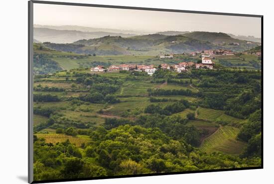 Vineyards and the Hill Top Town of Vedrijan, Goriska Brda, Slovenia, Europe-Matthew Williams-Ellis-Mounted Photographic Print