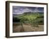 Vineyards and the Medivel Town of San Gimignano Delle Belle Torri, Tuscany, Italy-Patrick Dieudonne-Framed Photographic Print